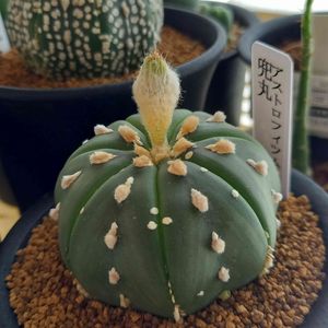 兜丸,スーパー兜,アストロフィツム 兜丸,サボテン好き,アストロフィツム属の画像
