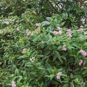 シモツケ ,ハーブガーデン,宿根草の庭,茨城県,丁寧な暮らしの画像