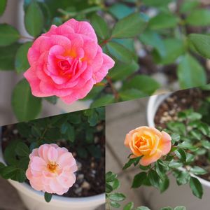 ドリフトローズ　スウィート,ドリフトローズ ピーチ,ドリフトローズ アプリコット,ばら バラ 薔薇,バラのある暮らしの画像
