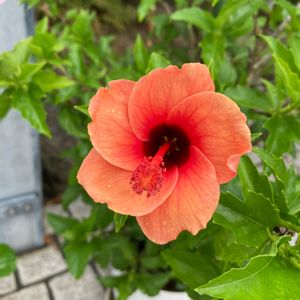 ハイビスカス,お顔がこんにちは,おうち園芸,今日のお花,花いろいろの画像