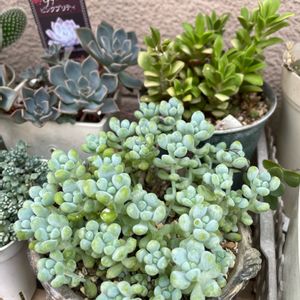 天使の雫,桜吹雪,ピンクプリティー,多肉植物,多肉の寄せ植えの画像