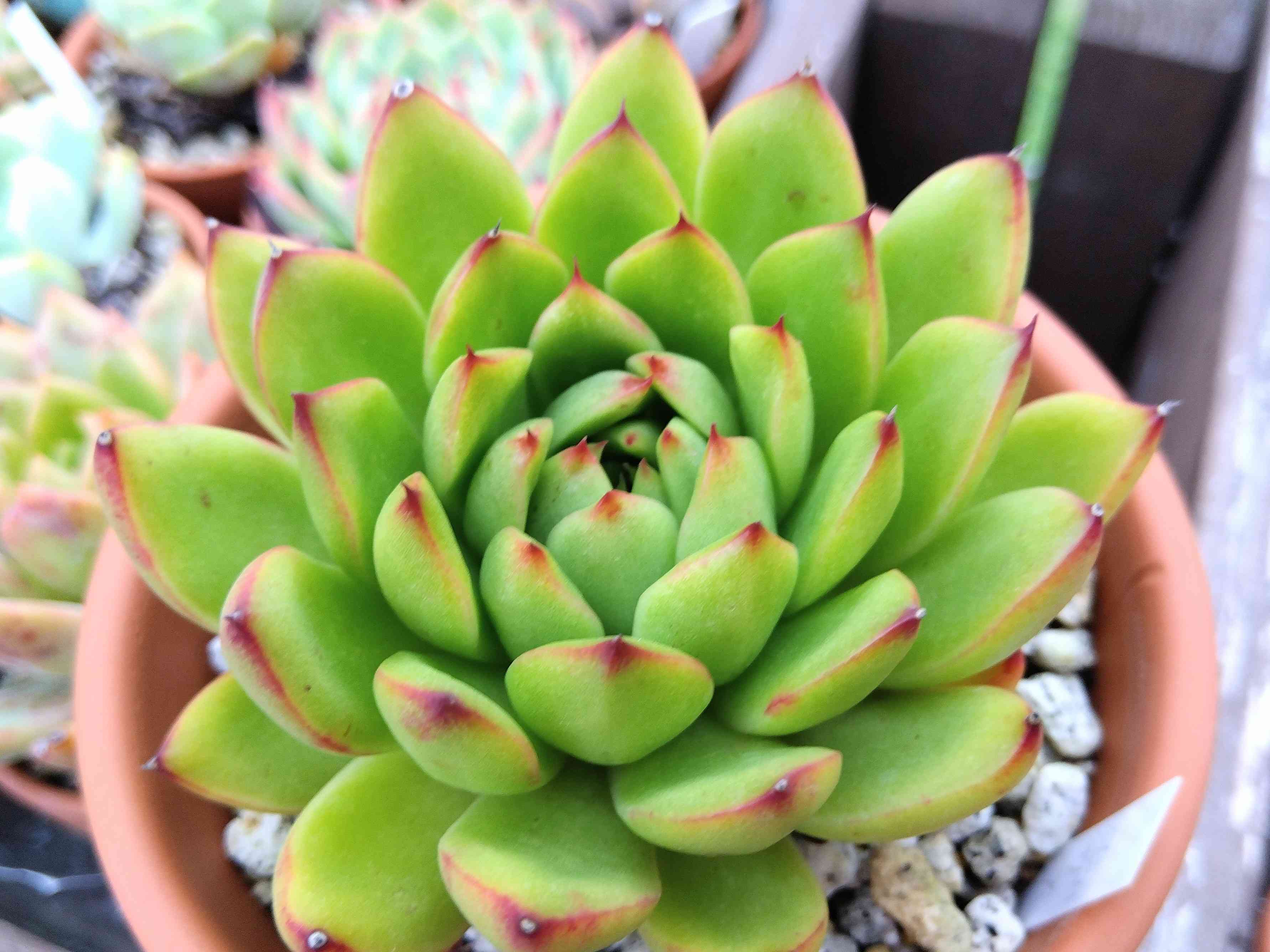 ミモザ×コロラータ 抜き苗 多肉植物 【公式通販】