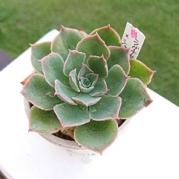 紅葉,紅葉狩り,紅葉狩り♥︎︎∗︎*ﾟの画像
