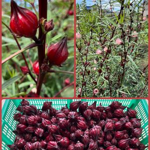 ローゼル,ハーブティー,季節のお花,今日の収穫♪,GSに感謝。の画像