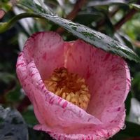 山茶花,サザンカ,サザンカ(山茶花),広い庭の画像