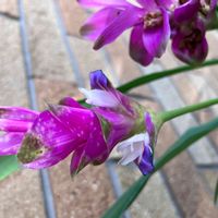 クルクマ（ウコン）,9月のガーデン,寄せ植え,小さな小さな庭,花のある暮らしの画像
