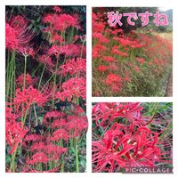 ヒガンバナ,今日のお花,頑張ろう日本❣️,花から元気を,花の金曜日の画像