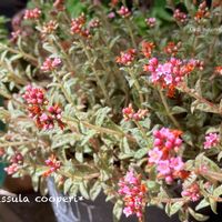 クーペリー,多肉植物,クラッスラ属,癒し,三浦春馬さんを忘れない♡の画像