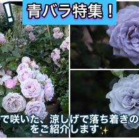 ばら バラ 薔薇,薔薇愛同盟,バラのある暮らし,バラと夢CLUB,ガーデニングの画像