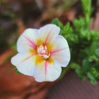 自己流ガーデニング,寄せ植え,お花のある暮らし✩︎⡱,ひとめぼれ♡,鉢植え✨の画像