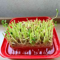 豆苗,豆苗再生,豆苗水栽培,豆苗成長中,水耕栽培の画像