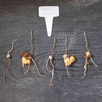 エリオスペルマム パラドクサム,多肉植物,観葉植物,塊根,みしょり病の画像