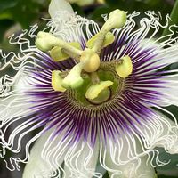 トケイソウ,パッションフルーツ,自然って美しい,白い花,小さな庭の画像