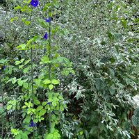 ロシアンオリーブ,バタフライピー,育てる楽しみ,夏の庭にて,可愛いお花の画像