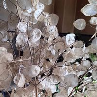 癒やされる,スマホ撮影,ドライフラワー,いつもありがとう,ありがとうの画像