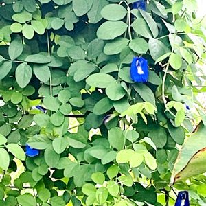 バタフライピー,蝶豆,青い花,屋上庭園,横浜の画像