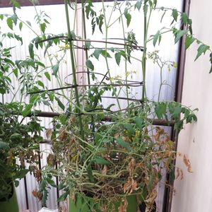 ミニトマト,ミニトマト（アイコ）,プロジェクト”やちる”,家庭菜園,やさいの画像