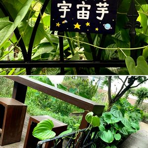 宇宙芋,謎の植物,屋上庭園,横浜,何これ？の画像