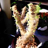 サルコカウロン ヘレー,冬型塊根,現地球,冬型,バルコニー/ベランダの画像
