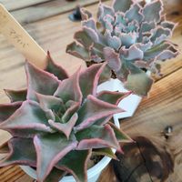 シャビアナ,マディバ,多肉植物,植木鉢,ガーデニング大好きの画像