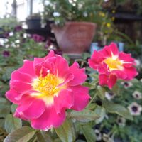 シャンパンカクテル,キュンキュン乙女倶楽部,千葉県,おうち園芸,可愛い〜♡の画像