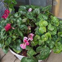 頑張って咲いてね,ワクワク♪,咲いてくれてありがとう❤,寄せ植え,ベランダガーデニングの画像