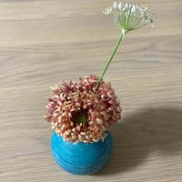 ガイラルディア,ニラの花の画像