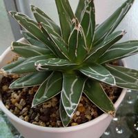 アガベ　笹の雪,アガベ ビクトリアレジーナ,観葉植物,多肉植物,アガベ属の画像