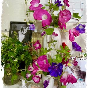 あさがお,ジュズサンゴ,植物の生命力,他肉も花も好き,おうち園芸の画像