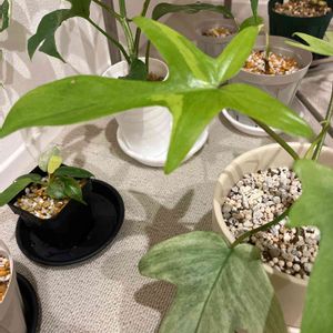 フィロデンドロン・フロリダゴースト,植物のある生活,日々の成長,斑入り好き♡,フィロデンドロン属の画像