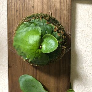  コウモリラン ,水苔, ビカクシダ,癒し,P.コロナリウムの画像