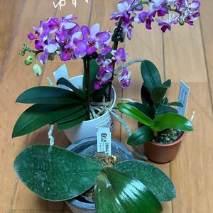Phal. sanderiana,Den. amabile (‘Suwada’ x ‘Super Nova’),コチョウラン,Phal. Liu’s Berry ‘Trinity’,着生ランの画像