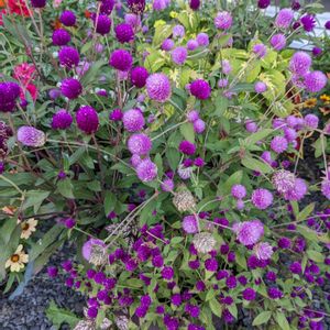 千日紅（せんにちこう）,ガーデニング初心者,花いろいろ,花のある暮らし,北海道の画像