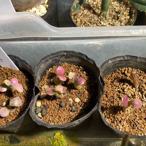 塊根植物,꒰ღ˘◡˘ற꒱かわゅ~,オトンナ　ユーフォルビオイデス,部屋の画像