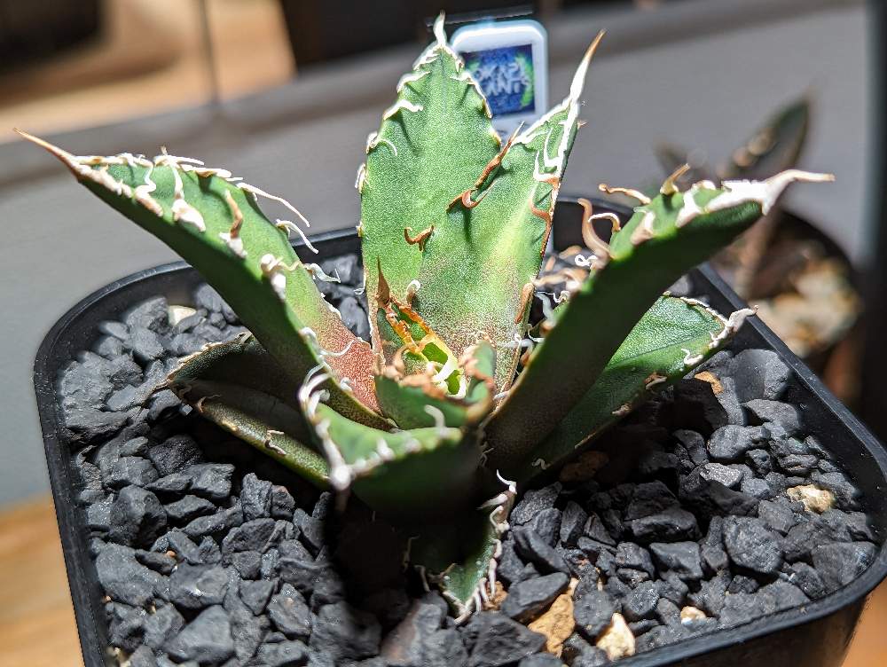 AGAVE TITANOTA Arizona ambitionUSクローン - フラワー・ガーデニング