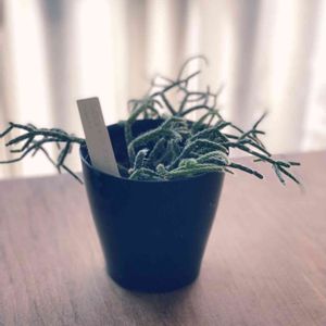 リプサリス　フロストシュガー,観葉植物を楽しむ,観葉植物,部屋の中,植物大好きの画像