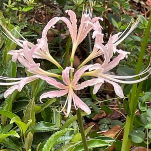 花のある時間,花のある暮らし,お出かけ先の画像