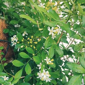 シルクジャスミン,100均,ダイソー,植物のある暮らし,１０年以上育ててますの画像