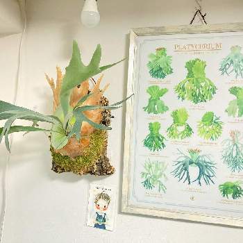  ビカクシダ, コウモリラン ,部屋の画像