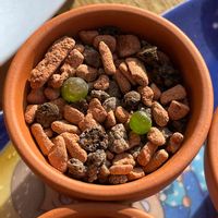 コノフィツム・ブルゲリ,多肉植物,コノフィツム ブルゲリ,テラスの画像