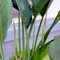 ストレリチア,＊ストレリチア / レギネ,寄せ植え,プランターガーデン,バルコニー/ベランダの画像