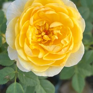 ザ・ポェッツ　ワイフ,ばら バラ 薔薇,今庭の花,薔薇のある暮らし♡,バラ 鉢植えの画像