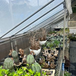 多肉植物,パキポディウム属,ばら バラ 薔薇,エアープランツ☆,山野草の画像
