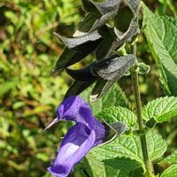 サルビア・ガラニチカ,開花,花壇,公園,季節の花の画像