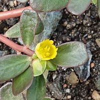 スベリヒユ,ワクワクの花たち,日曜ビタミンカラー♪,幸せの黄色いお花,ちっちゃいものクラブの画像