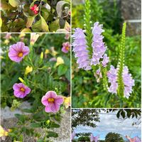 カリブラコア,ハナミズキ,ハナトラノオ,ちっちゃいものクラブ,日曜にこにこ猫目線の画像