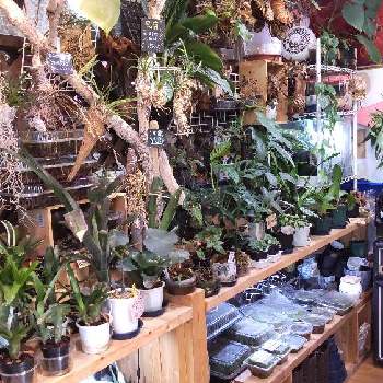 多肉植物,着生植物,リュウビンタイ科,パキポディウム属,珍奇植物専門店の画像