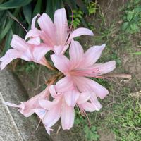 ナツズイセン,山野草,花壇,公園,庭先の画像