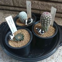 サボテン,マミラリア 白鳥,ブリストリー(L.607),アリオカルプス 白花姫牡丹,鬱病に負けるなの画像