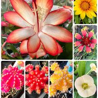 デンマークカクタス,ガザニア,ガイラルディア,ヒボタン,花キリンの画像